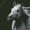 Black And White Andalusian Horse diamond painting
