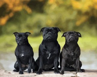 Black Staffordshire Bull Terrier Dogs diamond painting
