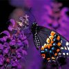 Black Swallowtail Butterfly diamond painting