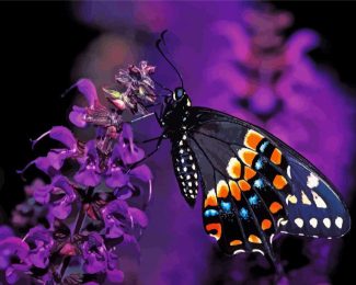 Black Swallowtail Butterfly diamond painting