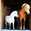 Brown And White Ponies diamond painting