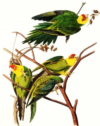 Carolina Parrot By John James Audubon diamond painting