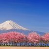 Cherry Blossom Japan diamond painting