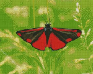 Cinnabar Moth Butterfly diamond painting