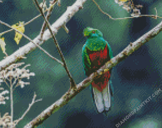 Crested Quetzal Bird diamond painting