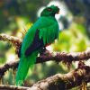 Crested Quetzal Bird On Branch diamond painting