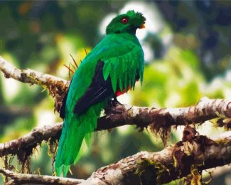 Crested Quetzal Bird On Branch diamond painting