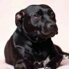 Dark Brown Staffordshire Bull Terrier diamond painting