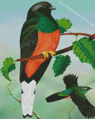 Eared Quetzal Bird Art diamond painting