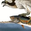 Fish Hawk Or Osprey By John James Audubon diamond painting