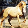 Golden Andalusian Horse diamond painting