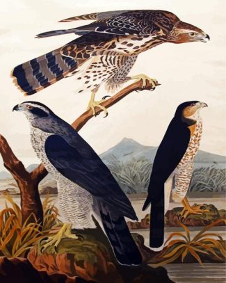 Goshawk Stanley Hawk By John James Audubon diamond painting