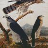 Goshawk Stanley Hawk By John James Audubon diamond painting