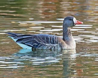 Greater White Fronted Goose diamond painting