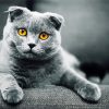 Grey Scottish Fold Cat diamond painting