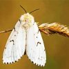 Gypsy Moth Butterfly diamond painting