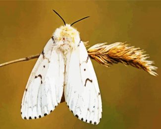 Gypsy Moth Butterfly diamond painting