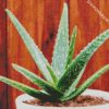 Aloe Plant diamond painting