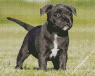 Black Staffordshire Bull Terrier Puppy diamond painting