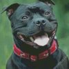 Black Staffordshire Bull Terrier Smiling diamond painting