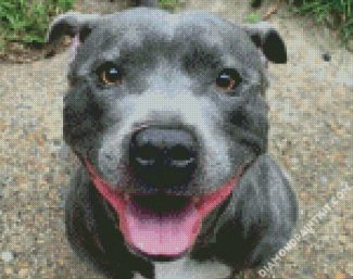 Staffordshire Bull Terrier Smiling diamond painting