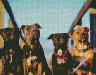 Staffordshire Bull Terrier Dogs diamond painting