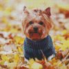 Yorkshire Terrier Wearing Clothes diamond painting