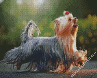 Long Hair Yorkshire Terrier diamond painting