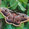Lepidoptera Moth Butterfly diamond painting