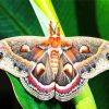 Lepidoptera Moth diamond painting
