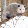 Opossum Animal diamond painting