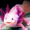 Pink Axolotl diamond painting