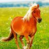 Pony In Field diamond painting