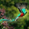 Quetzal Bird Flying diamond painting