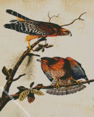 Red Shouldered Hawk Bt John James Audubon diamond painting