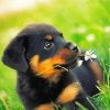 Rottweiler Dog Puppy diamond painting