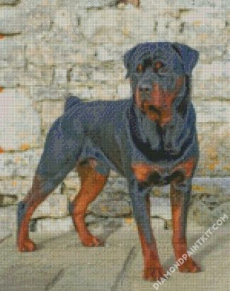 Rottweiler Dog Animal Diamond painting