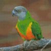 Senegal Parrot Bird Diamond painting