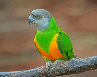 Senegal Parrot Bird Diamond painting