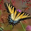 Swallowtail Butterfly diamond painting