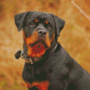 The Rottweiler Dog diamond painting
