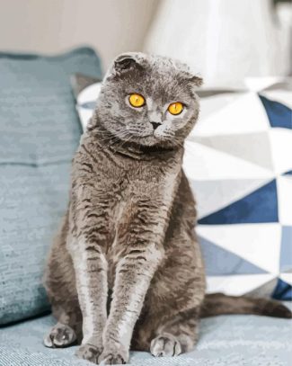 The Scottish Fold Grey Cat diamond painting