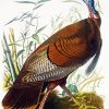 The Wild Turkey Audubon diamond painting