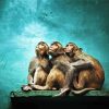 Three Monkeys diamond painting