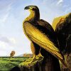 Washington Sea Eagle By John James Audubon diamond painting
