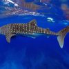 Whale Shark Underwater diamond painting