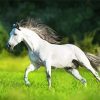 White Andalusian Horse Running diamond painting