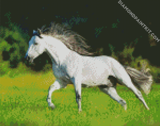 White Andalusian Horse Running diamond painting