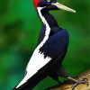 Woodpecker Bird Animal diamond painting