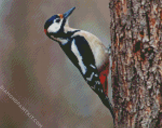 Woodpecker Bird diamond painting